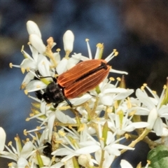 Castiarina erythroptera at Hawker, ACT - 24 Dec 2024