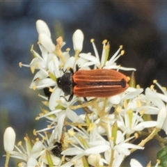 Castiarina erythroptera at Hawker, ACT - 24 Dec 2024