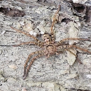 Heteropoda jugulans at Narangba, QLD - 26 Dec 2024