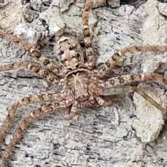 Heteropoda jugulans at Narangba, QLD - 26 Dec 2024