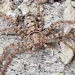 Heteropoda jugulans at Narangba, QLD - 26 Dec 2024 07:53 PM