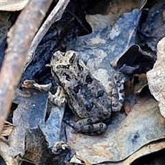 Unidentified Frog at Narangba, QLD - 25 Dec 2024 by trevorpreston