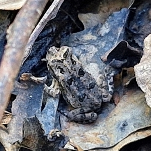 Unidentified Frog at Narangba, QLD by trevorpreston