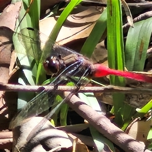 Orthetrum villosovittatum (Fiery Skimmer) at Narangba, QLD by trevorpreston