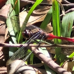 Orthetrum villosovittatum at Narangba, QLD - 26 Dec 2024 08:50 AM