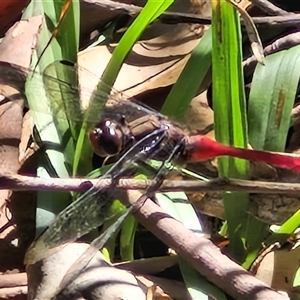 Orthetrum villosovittatum at Narangba, QLD - 26 Dec 2024 08:50 AM