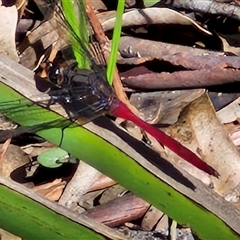 Orthetrum villosovittatum at Narangba, QLD - 26 Dec 2024 08:50 AM
