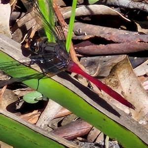 Orthetrum villosovittatum at Narangba, QLD - 26 Dec 2024 08:50 AM