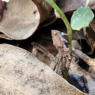 Fulgoroidea (superfamily) (Unidentified fulgoroid planthopper) at Narangba, QLD - 26 Dec 2024 by trevorpreston