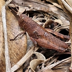 Unverified Grasshopper (several families) at Narangba, QLD - 26 Dec 2024 by trevorpreston