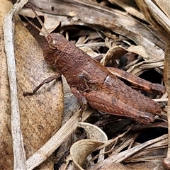 Unidentified Grasshopper (several families) at Narangba, QLD - 25 Dec 2024 by trevorpreston