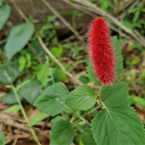 Acalypha (Genus) at Narangba, QLD - 26 Dec 2024 08:42 AM