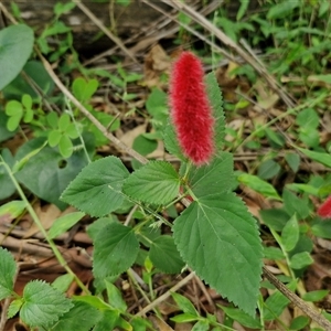 Acalypha (Genus) at Narangba, QLD - 26 Dec 2024 08:42 AM