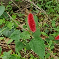 Acalypha (Genus) at Narangba, QLD - 26 Dec 2024 08:42 AM