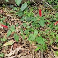 Acalypha (Genus) at Narangba, QLD - 26 Dec 2024 08:42 AM