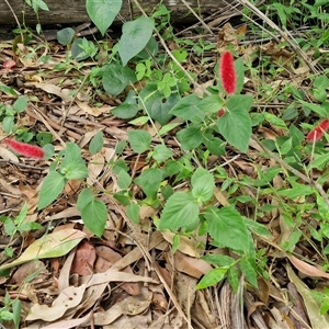 Acalypha (Genus) at Narangba, QLD - 26 Dec 2024 08:42 AM