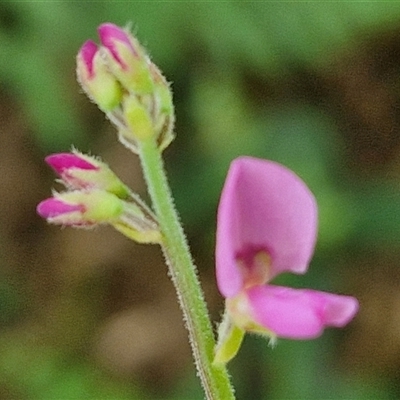 Unidentified Other Shrub at Narangba, QLD - 26 Dec 2024 by trevorpreston