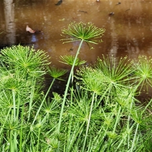 Unidentified Rush, Sedge or Mat Rush at Narangba, QLD by trevorpreston