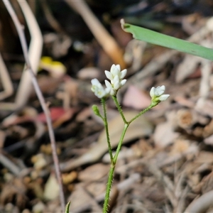 Unidentified Other Shrub at Narangba, QLD by trevorpreston