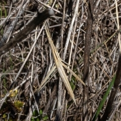 Acrida conica (Giant green slantface) at Hawker, ACT - 23 Dec 2024 by AlisonMilton