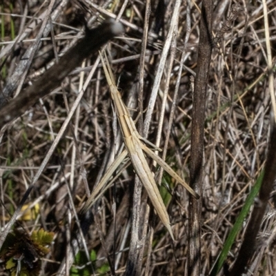 Acrida conica (Giant green slantface) at Hawker, ACT - 23 Dec 2024 by AlisonMilton