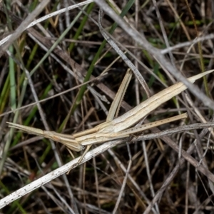 Acrida conica at Hawker, ACT - 24 Dec 2024 10:32 AM