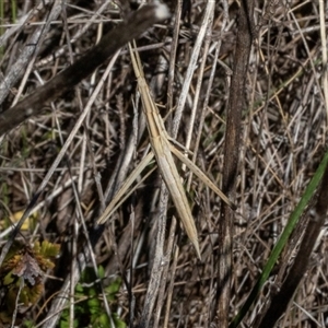 Acrida conica at Hawker, ACT - 24 Dec 2024 10:32 AM