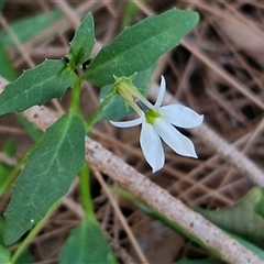 Unverified Other Wildflower or Herb at North Lakes, QLD - 25 Dec 2024 by trevorpreston