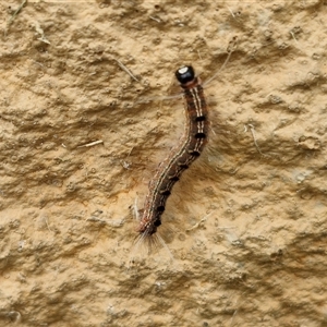 Panacela lewinae at Narangba, QLD - 25 Dec 2024