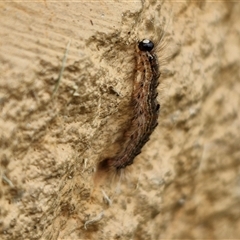 Panacela lewinae at Narangba, QLD - suppressed