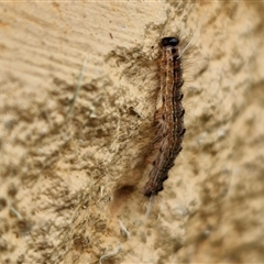 Panacela lewinae at Narangba, QLD - suppressed