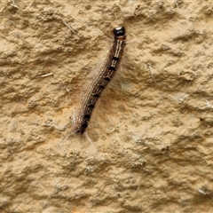 Panacela lewinae at Narangba, QLD - suppressed