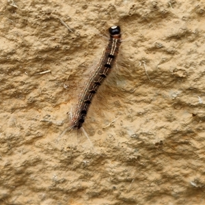 Panacela lewinae at Narangba, QLD - 25 Dec 2024