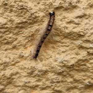 Panacela lewinae at Narangba, QLD - suppressed