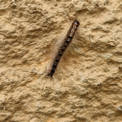 Panacela lewinae at Narangba, QLD - 25 Dec 2024