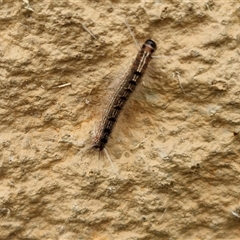 Panacela lewinae at Narangba, QLD - suppressed