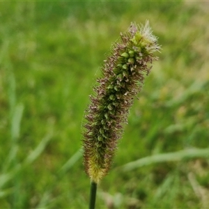 Unidentified Grass at Narangba, QLD by trevorpreston