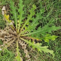 Cirsium vulgare at Narangba, QLD - 25 Dec 2024 by trevorpreston