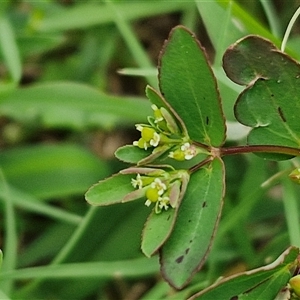 Unidentified Other Wildflower or Herb at Narangba, QLD by trevorpreston