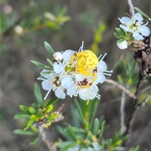 Zygometis xanthogaster (Crab spider or Flower spider) at Bungendore, NSW by clarehoneydove