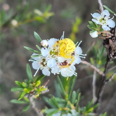 Zygometis xanthogaster (Crab spider or Flower spider) at Bungendore, NSW - 25 Dec 2024 by clarehoneydove