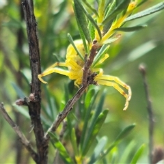 Zygometis xanthogaster at Bungendore, NSW - suppressed