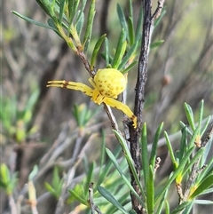 Zygometis xanthogaster at Bungendore, NSW - suppressed