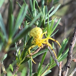 Zygometis xanthogaster at Bungendore, NSW - suppressed