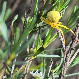 Zygometis xanthogaster at Bungendore, NSW - suppressed