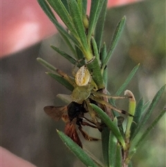 Australomisidia cruentata at Bungendore, NSW - 25 Dec 2024 by clarehoneydove