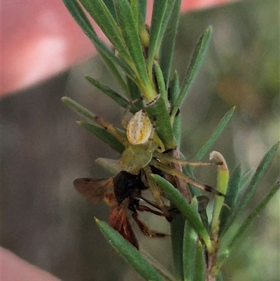 Australomisidia cruentata (Blood-stained Flower Spider) at Bungendore, NSW - 25 Dec 2024 by clarehoneydove