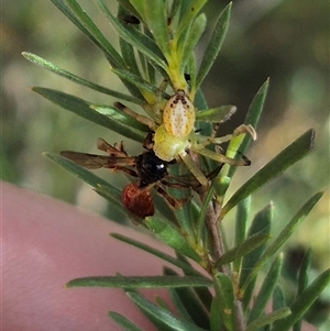 Australomisidia cruentata at Bungendore, NSW - suppressed