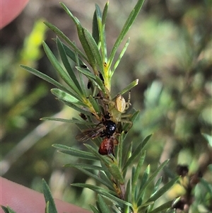 Australomisidia cruentata at Bungendore, NSW - suppressed