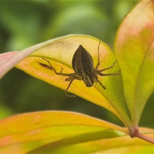 Oxyopes sp. (genus) at Bungendore, NSW - suppressed